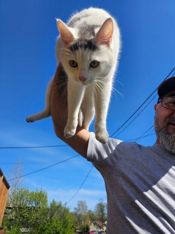 Katt - Enzo  blandings katt Katt - Enzo  blandings katt