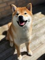 Shiban Lilo Shiban Lilo