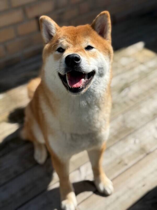 Hund - Shiban Lilo 
