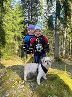 Shihtzhu chihuahua blanding Shihtzhu chihuahua blanding