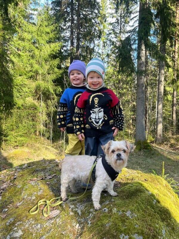 Hund - Shihtzhu chihuahua blanding Hund - Shihtzhu chihuahua blanding