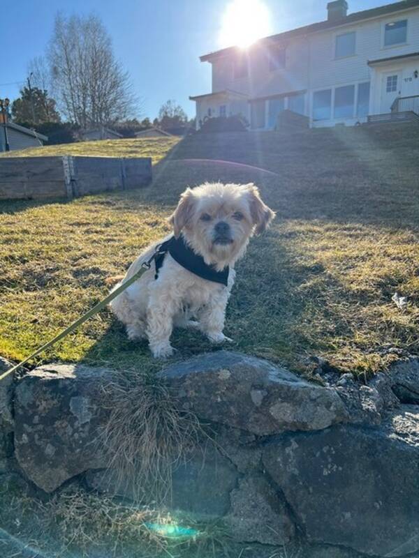 Hund - Shihtzhu chihuahua blanding Hund - Shihtzhu chihuahua blanding