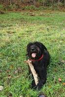 Schnauzern Arya Schnauzern Arya