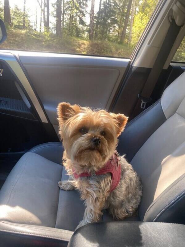 Hund - Yorkshire-terriern Selma