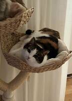 Bondkatt Mirra
