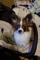 Papillon Freddy 
