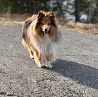 Sheltie Frankie