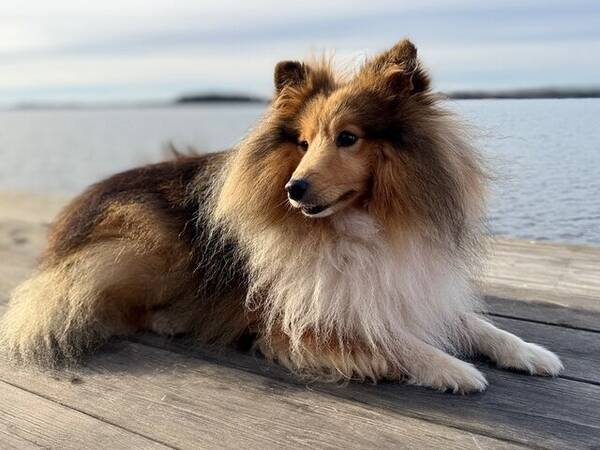 Hund - Sheltie Frankie