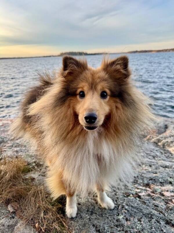 Hund - Sheltie Frankie