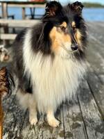 Collie Luna
