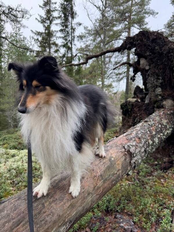 Hund - Collie Luna