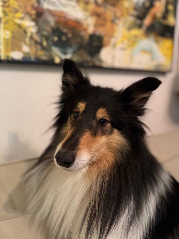 Hund - Collie Luna