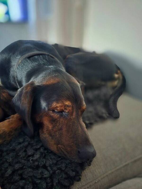 Hund - Skra och Brolle