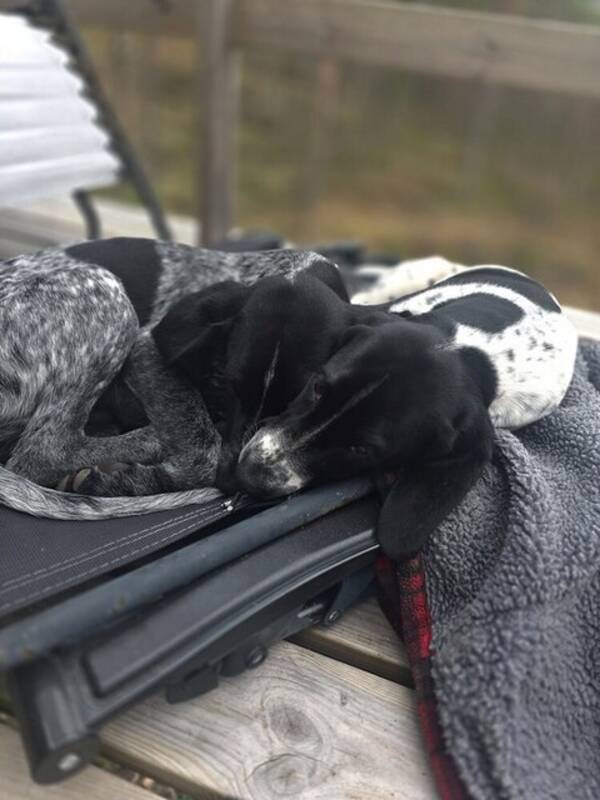 Hund - Skra och Brolle