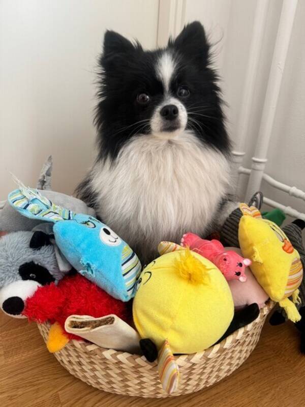 Hund - Joppe