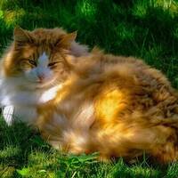 Katten Nemo Katten Nemo