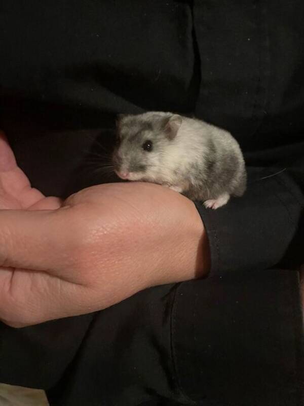 vrigt - Dvrg hamster frg marmor