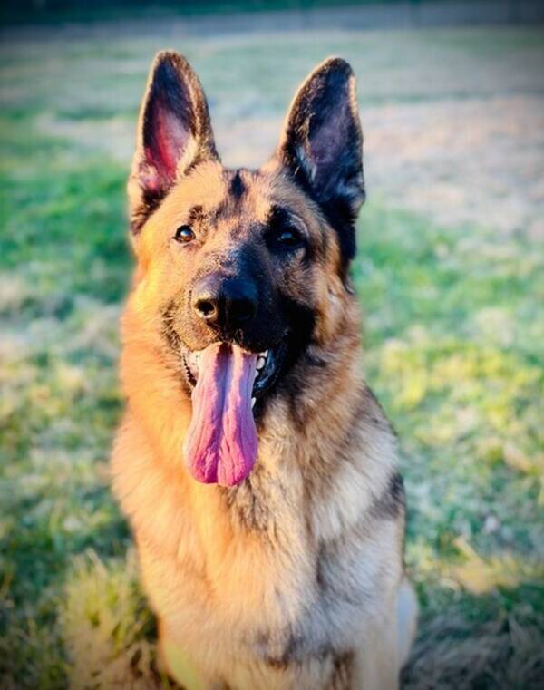 Hund - Schfer