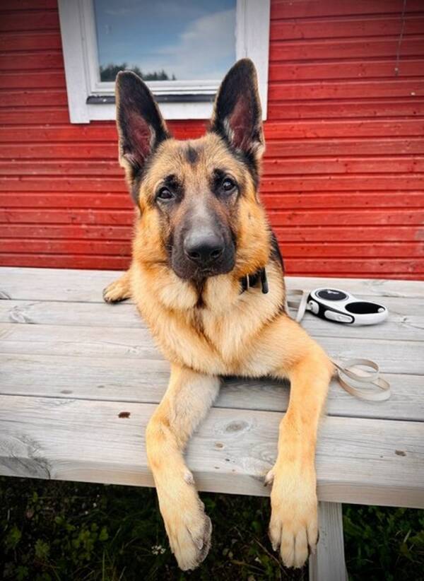 Hund - Schfer