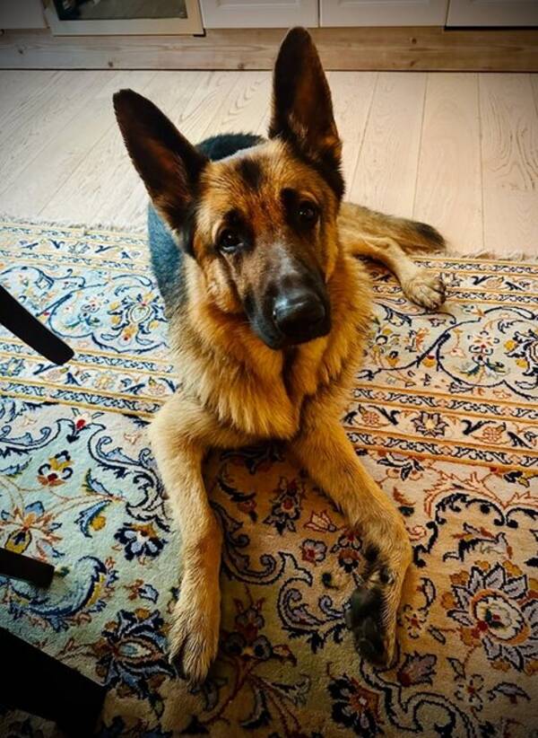 Hund - Schfer