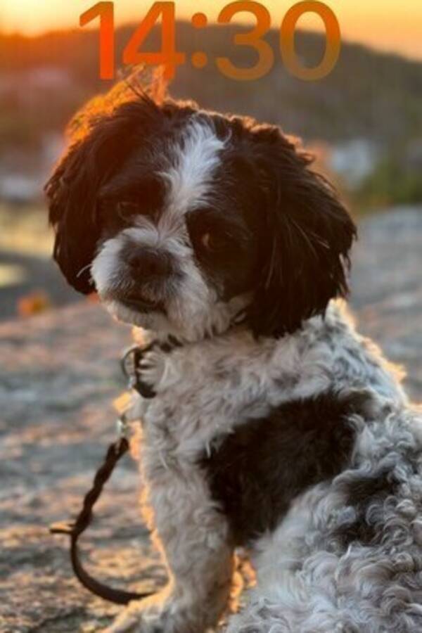Hund - Shih tzu Hund - Shih tzu