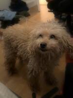 Min pudel Nasdaq Min pudel Nasdaq