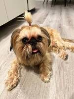 Griffon Brussels Griffon Brussels