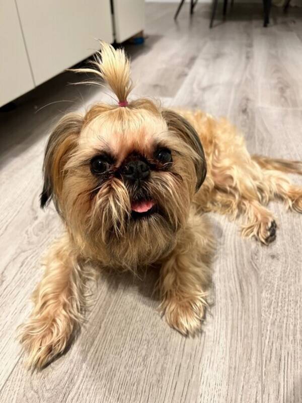 Hund - Griffon Brussels