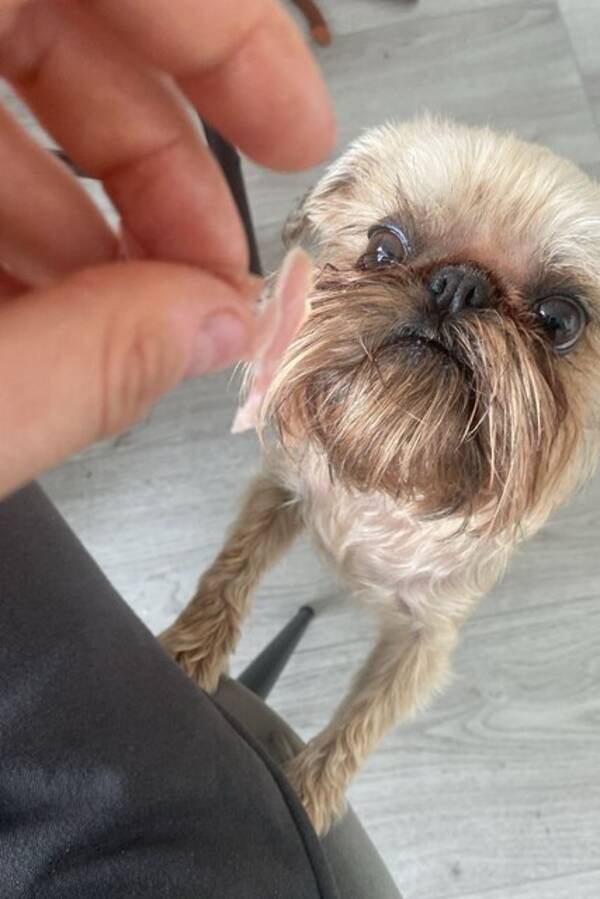 Hund - Griffon Brussels