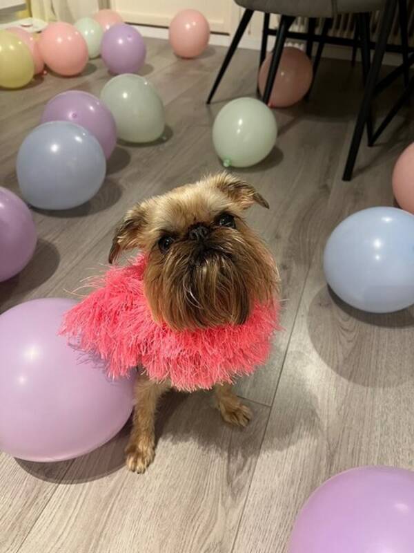 Hund - Griffon Brussels