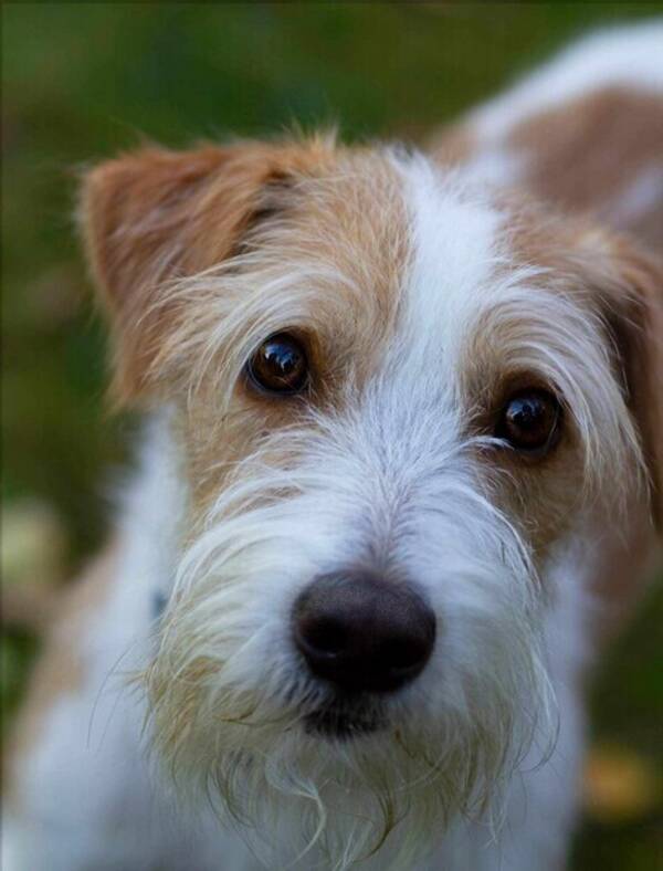 Hund - Kromis Mocca Hund - Kromis Mocca