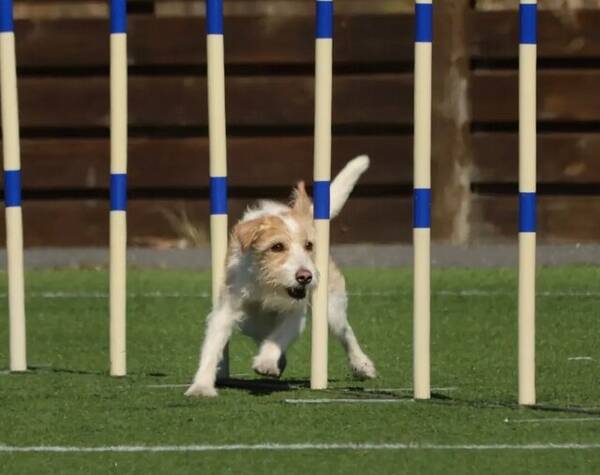 Hund - Kromis Mocca Hund - Kromis Mocca