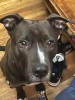 Tøff Hund  Tøff Hund