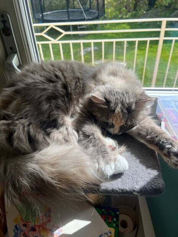 Katt - Pussel