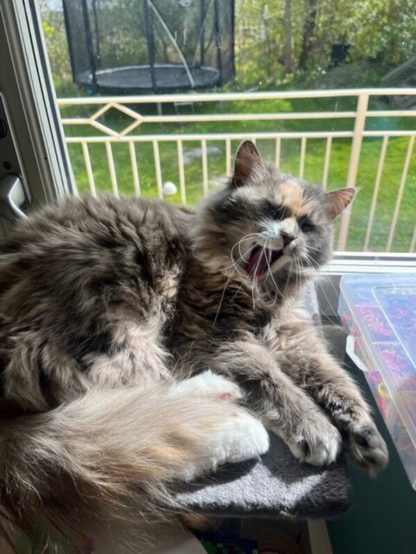 Katt - Pussel