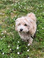 Maltipoo Max 
