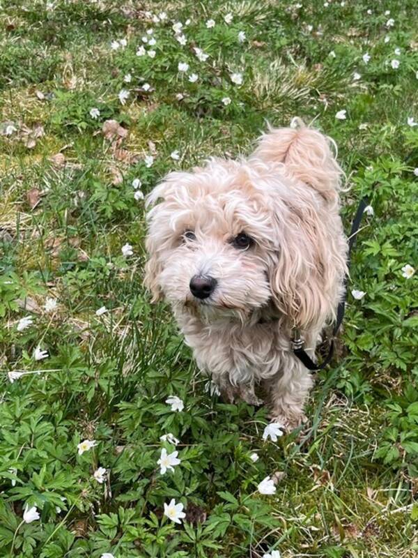 Hund - Maltipoo Max  Hund - Maltipoo Max