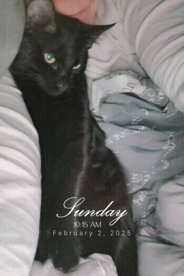 Katt - Sofus Katt - Sofus