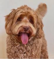 Labradoodle Nelson 