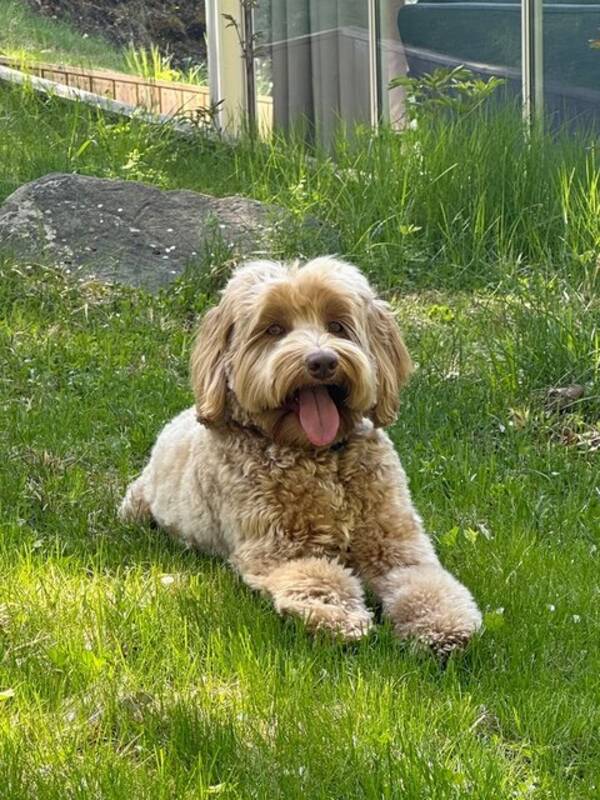 Hund - Labradoodle Nelson 