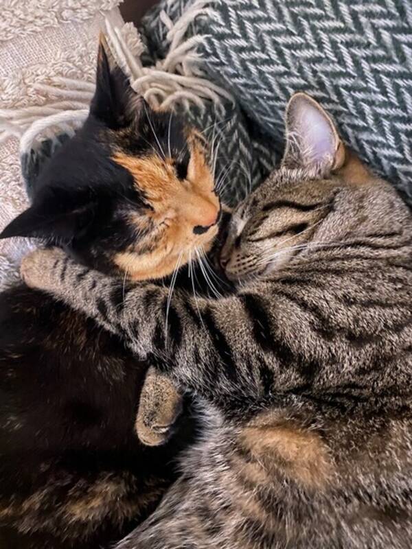 Katt - Katter Katt - Katter