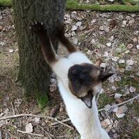 nisse