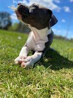 Master Bruce