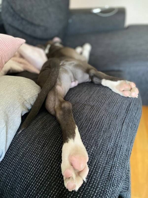 Hund - Master Bruce