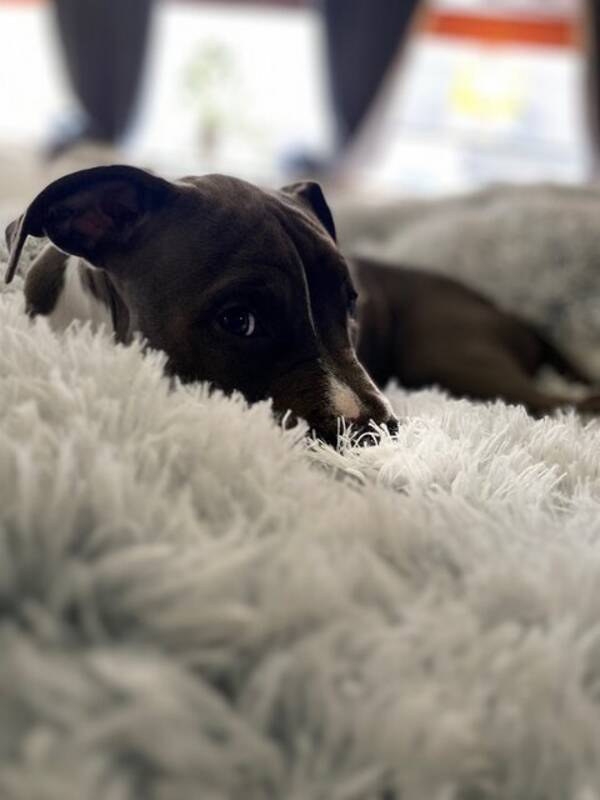 Hund - Master Bruce