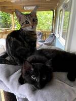 Zoe och Stella Zoe och Stella