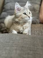 Katt, Kira