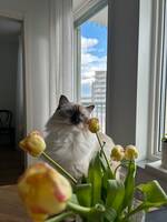 Ragdollen Meja Ragdollen Meja