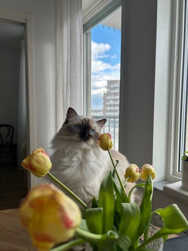 Katt - Ragdollen Meja