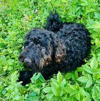 Labradoodle Labradoodle